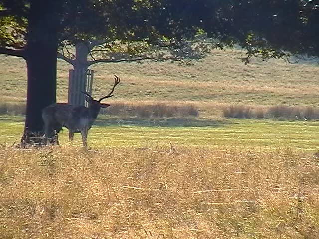 Deer in Royal Richmond Park, London