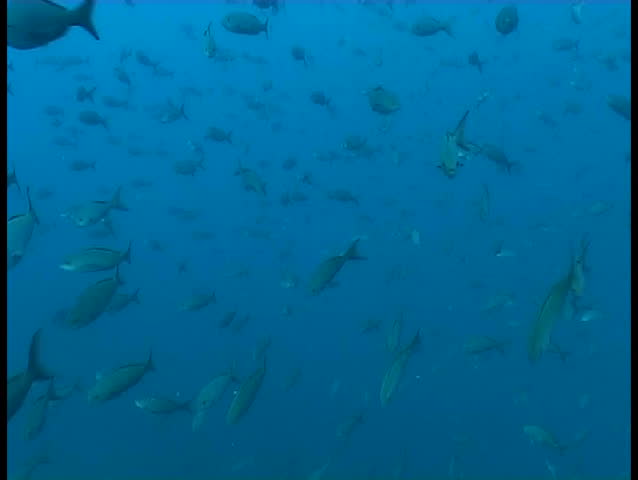 Galapagos underwater sea life