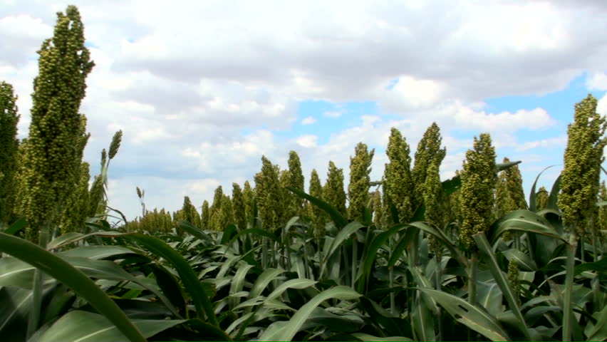 Time Lapse over ethanol farm field crop, grain sorghum or milo, resembling corn, grown to be processed into bio-fuels. 1920x1080