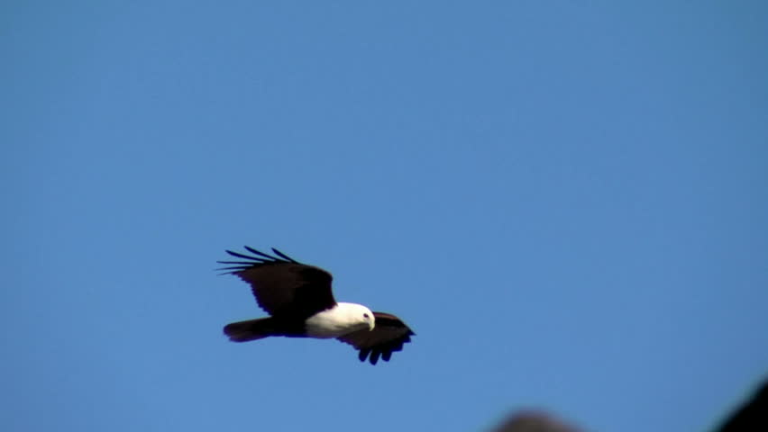 Brahminy Kite Soars Low Over Rocks, Bald Sea Eagle