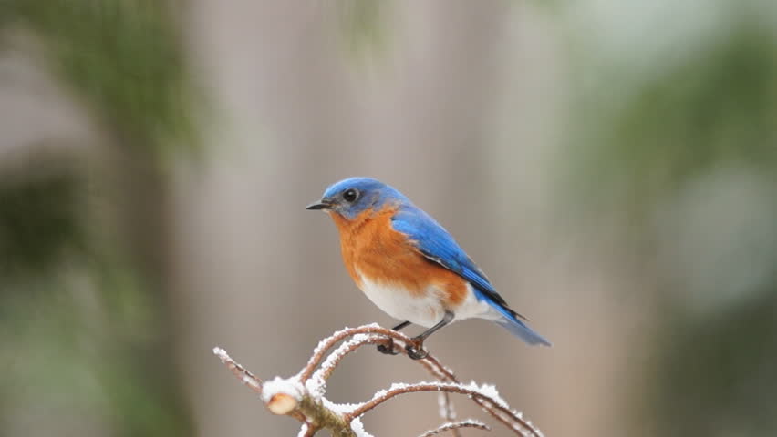 Eastern Bluebird (Sialia Sialis) Male Feeding In Georgia Winter. Stock
