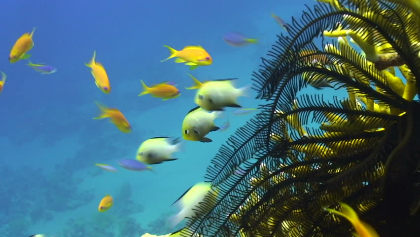 Close up of of marine life on the coral reef.