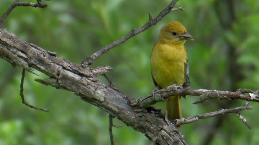Summer Tanager with food in its beak calling