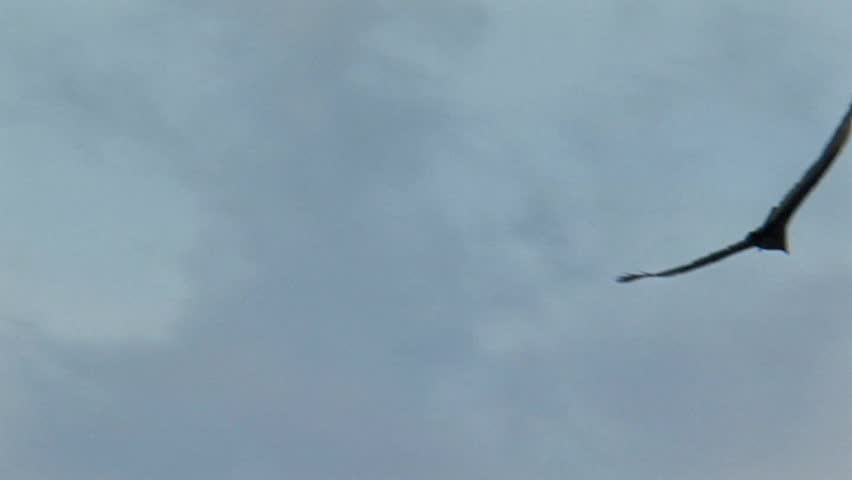 Turkey Vulture soaring
