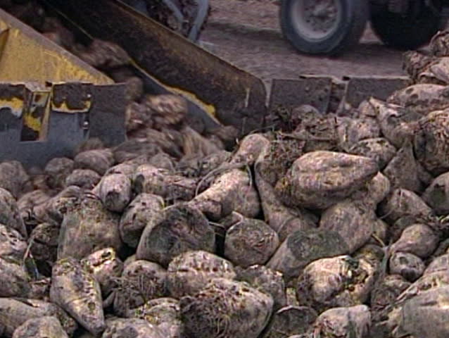 Self-propelled machine for cleaning and loading of sugar beets.