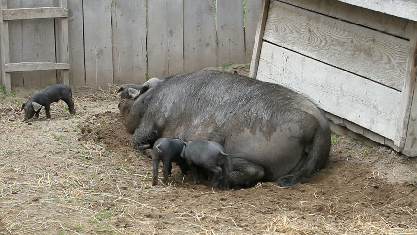Young pigs waiting to eating on the mother sow.  The piglets are fighting over her nipples for nourishment and food. 
