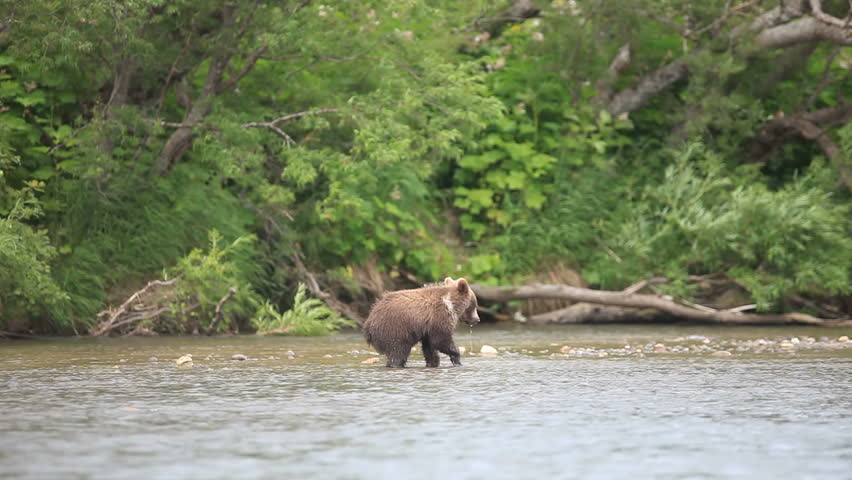 bear cub in the water. 