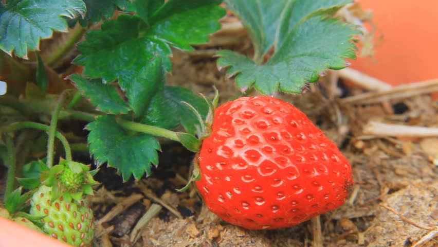  strawberry picking