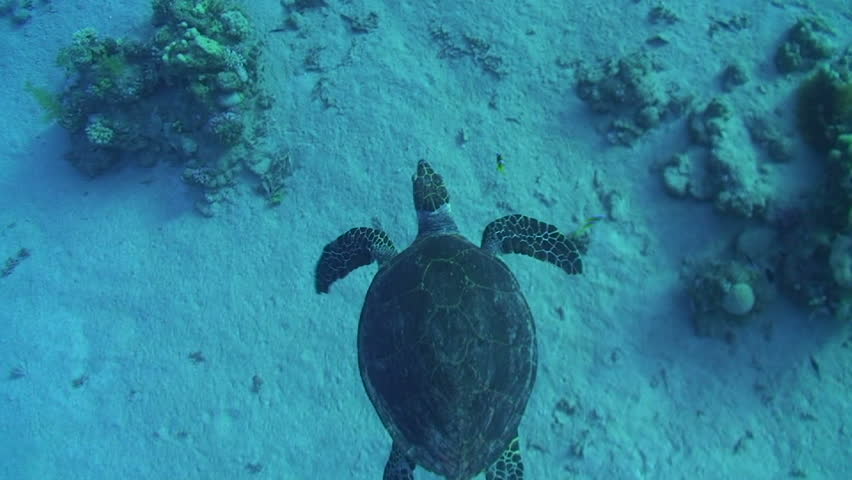 Hawksbill turtle (Eretmochelys imbricata), endangered species, top view of an adult male swimming over the coral reef. Red sea, Egypt.