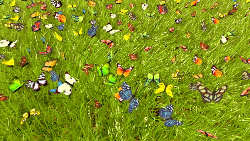 Download Spring Butterfly 3d Animation Stock Footage Video 100 Royalty Free 915682 Shutterstock