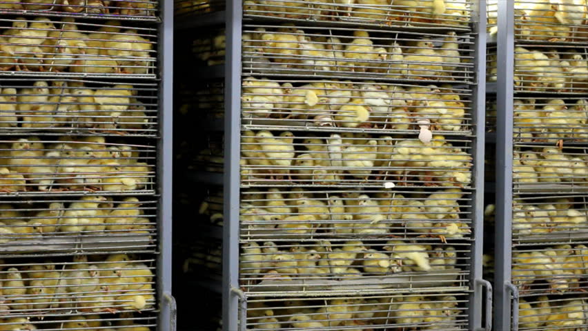 Chicks in the incubator