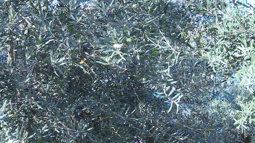 olive tree with olives