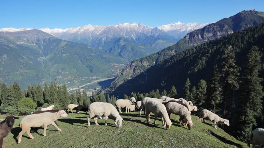 Flock of sheep in the mountains. Kullu Valley, Himachal Pradesh, India. With audio.