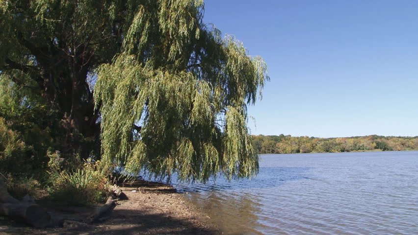 Tall weeping willow tree overhanging a lake, blows in a breeze on a windy autumn day