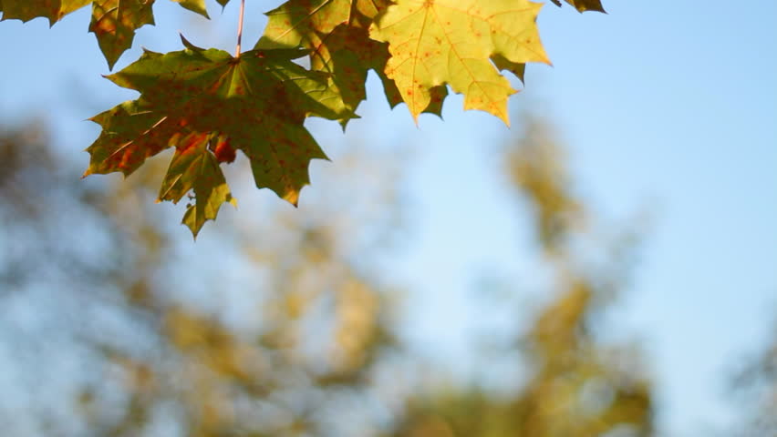 Maple tree branch, autumn 