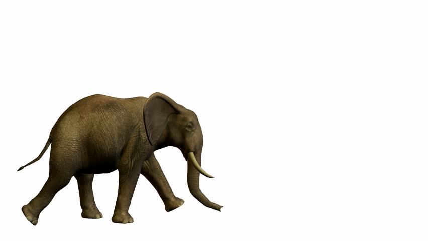 Elephant walking on a white background