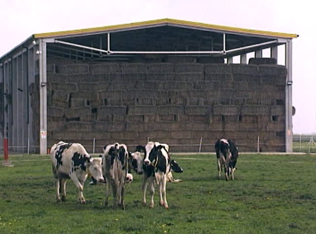 Herd of cows grazing on field, with hay storage object in background.