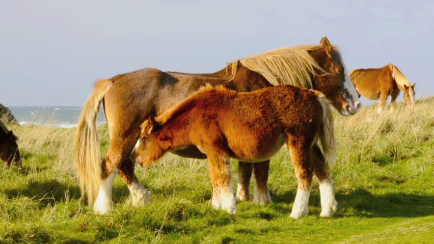 Horse suckling its mother at the coast of brittany
