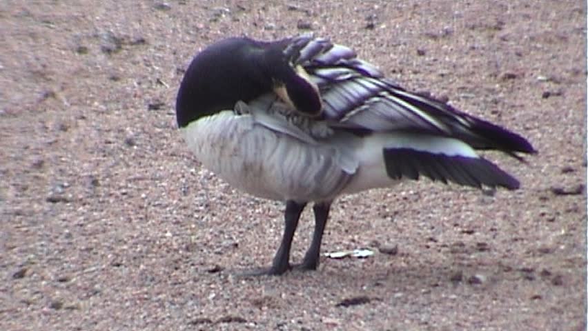 Canada goose cleaning feather, tripod, 16x9