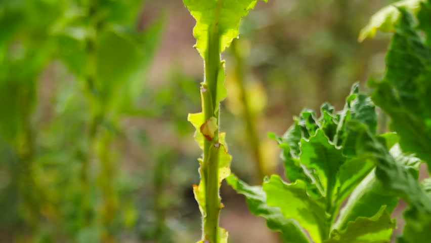 Close up tilt on tobacco plant (Nicotiana)