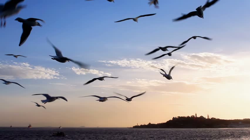 Flock of seagulls following the Istanbul ferry 