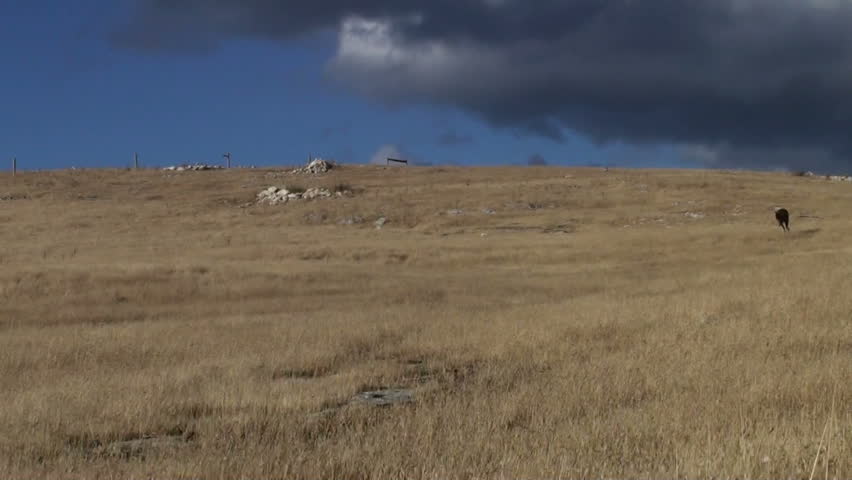 Wild kangaroos (mother and joey) jumping down a hill on Kangaroo Island, South Australia