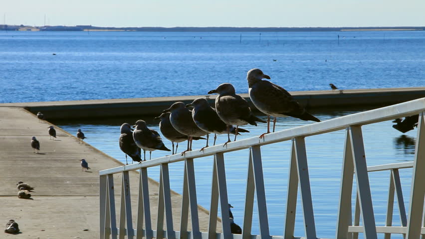 Seagull flight fly up from railing on breakwater 