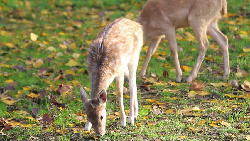 Two cute fawns cropping the grass 