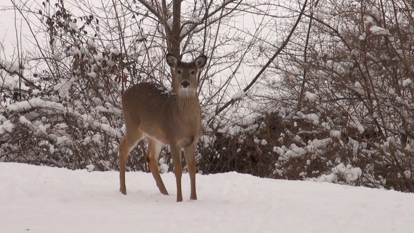 White-tailed deer walking through the snow in winter at Jefferson Barracks National Cemetery