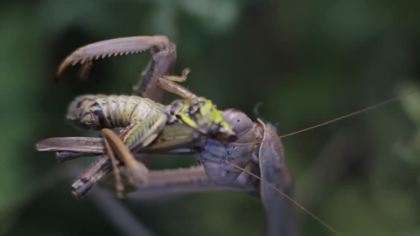 A praying mantis insect eats a grasshopper in this macro shallow depth of field shot