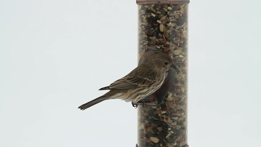 House Sparrow feeding and eating on a bird feeder. White background. Song bird in the winter trying to keep warm.