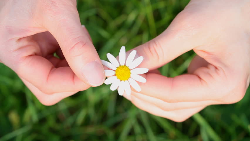 remove the petals