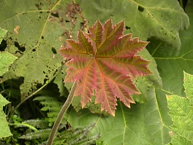 Header of gunnera