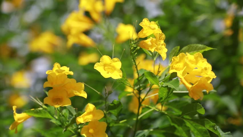 Yellow Elder Flower,Yellow Elder, Trumpetbush, Trumpetflower, Yellow ...