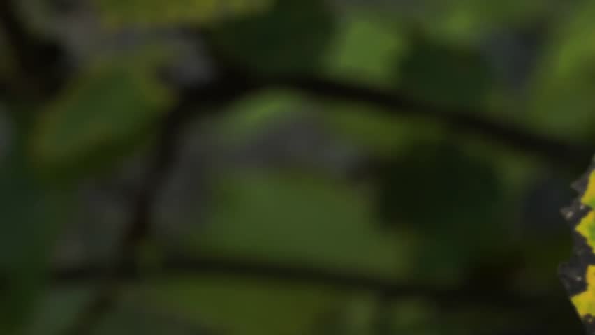 Header of aspen