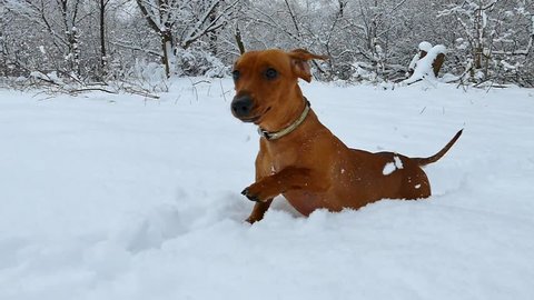 Red Short Haired Dachshund Stock Video Footage 4k And Hd Video