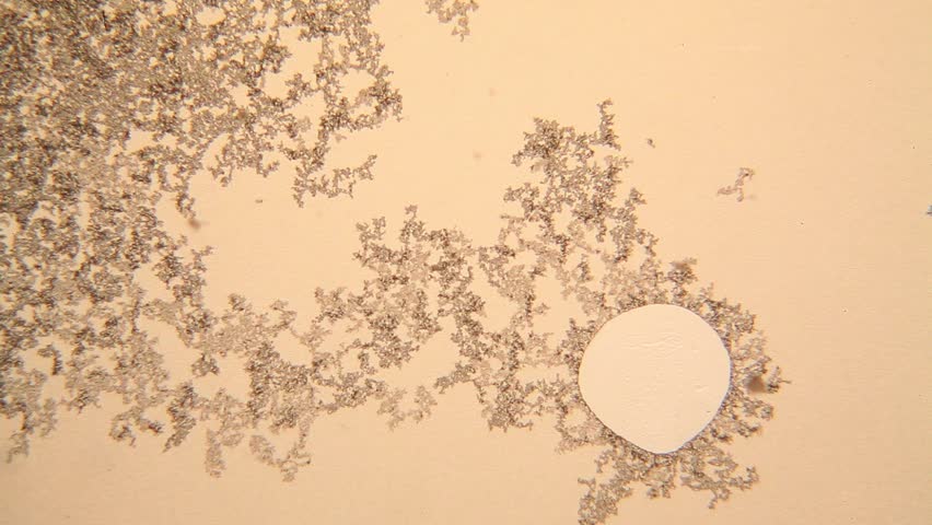 Header of yeast