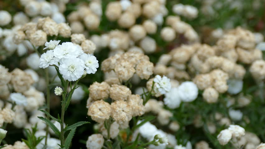 Header of Achillea Ptarmica
