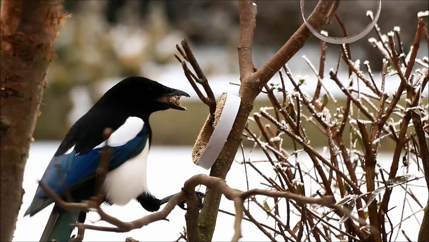Header of magpie