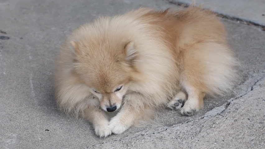 Header of pompom
