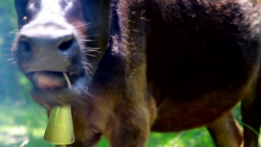 Header of cowbell
