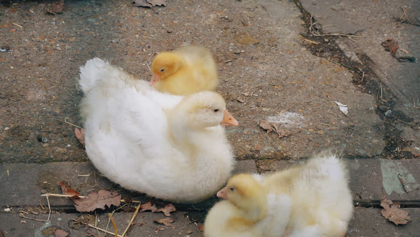 Header of farmyard
