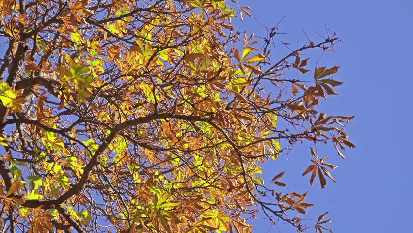 Header of synoecious