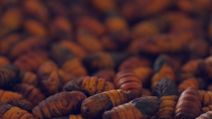 Header of silkworm