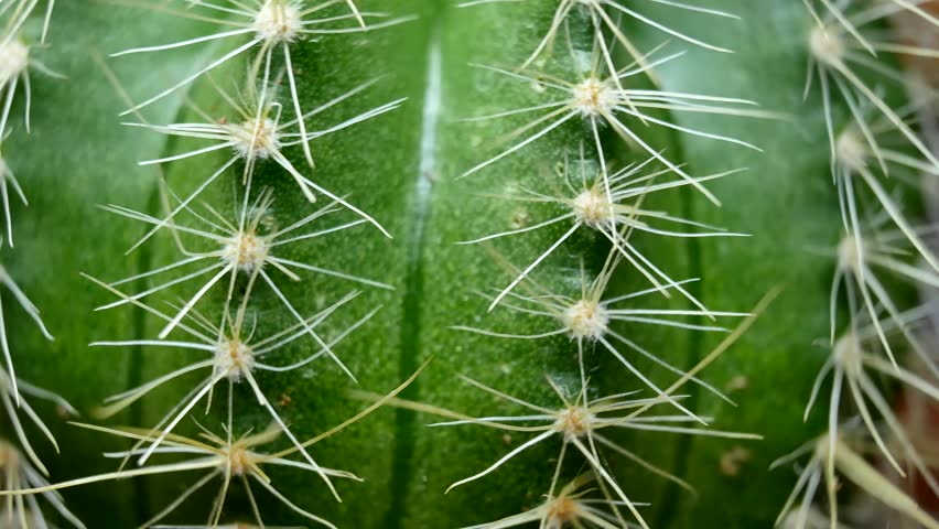 Header of Cactus