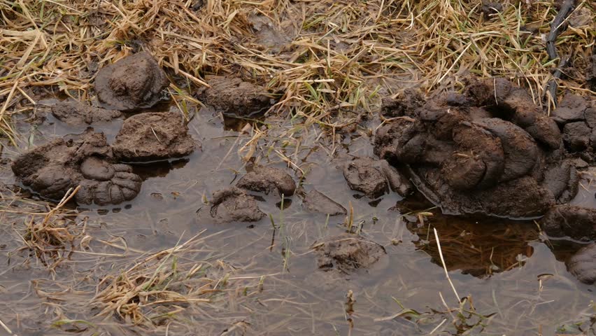 Cow Poop Stock Video Footage - 4K and HD Video Clips | Shutterstock