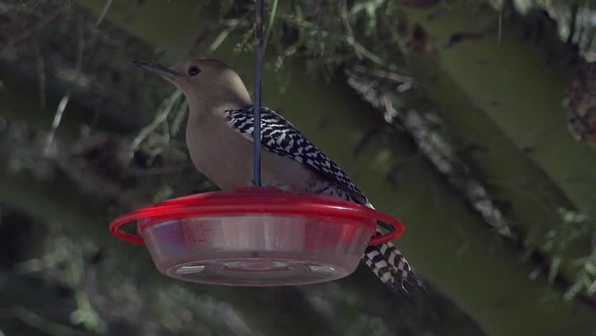 Arizona Desert Gila Woodpecker Drinks From Hummingbird Feeder