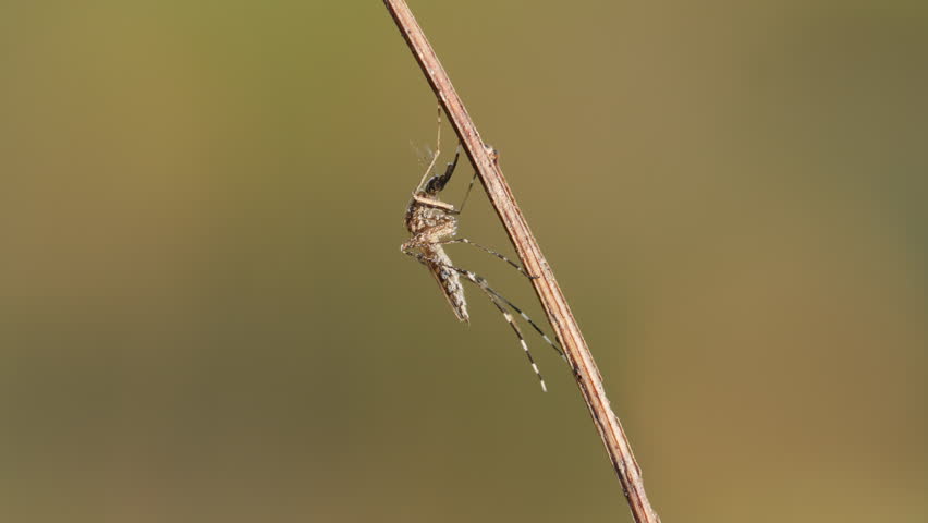 Header of Culicidae