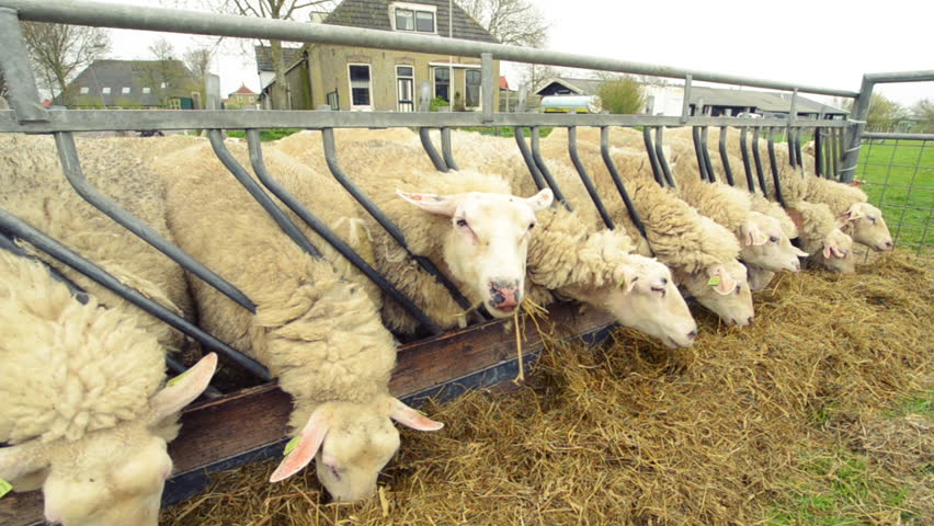 Hd00 33sheep Opening And Closing A Self Closing Fenceline Feeder