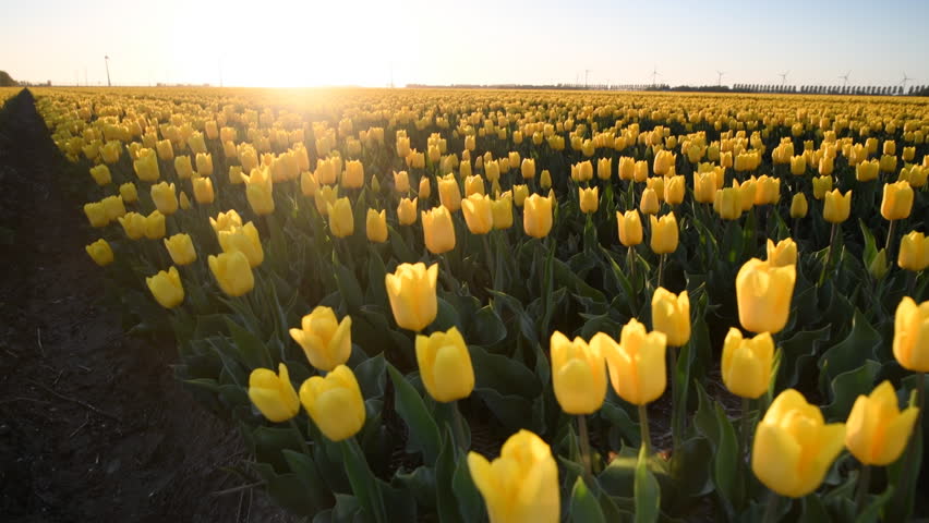 Spring colors during Sunset image - Free stock photo - Public Domain ...